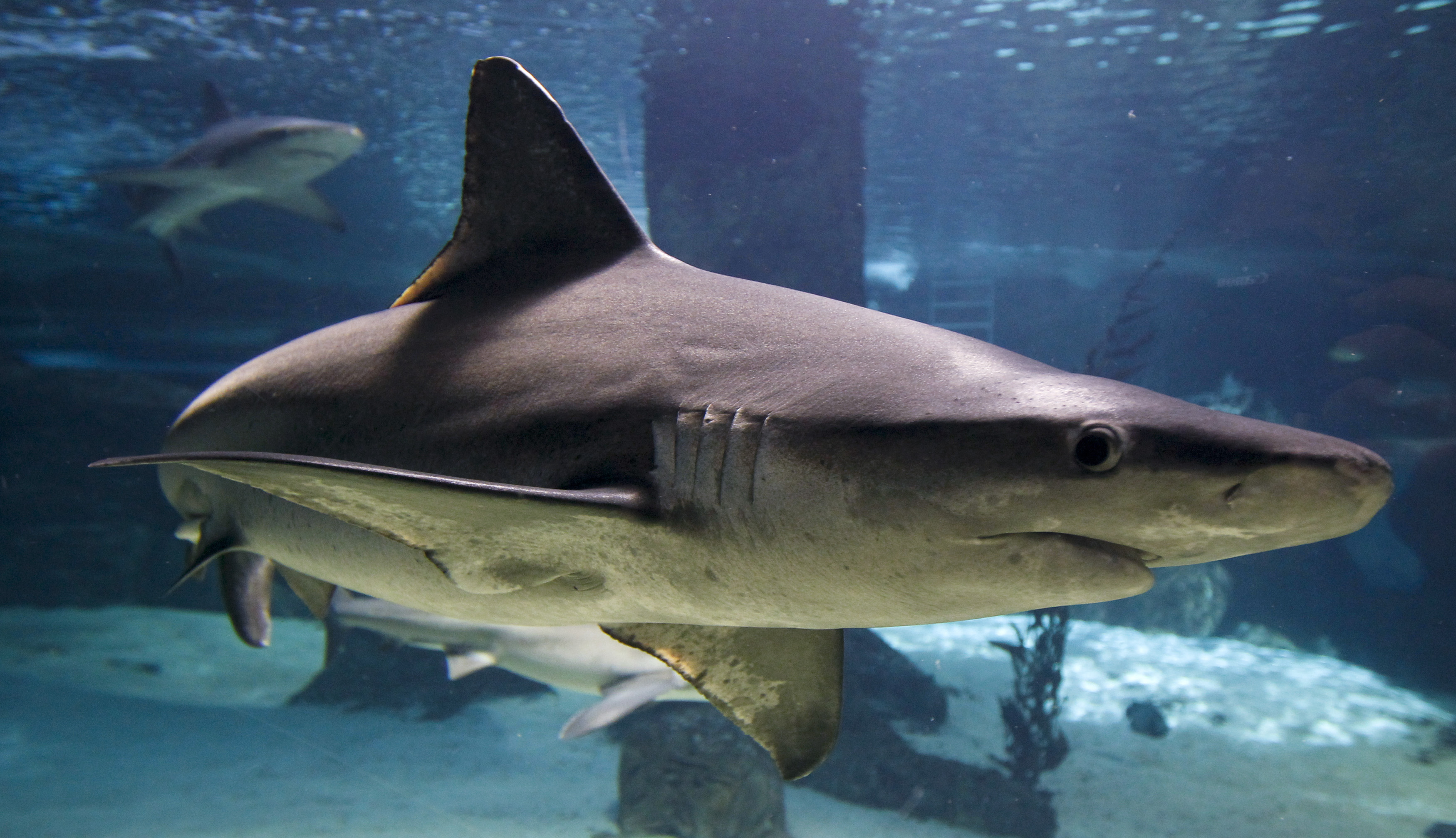 grey reef shark图片